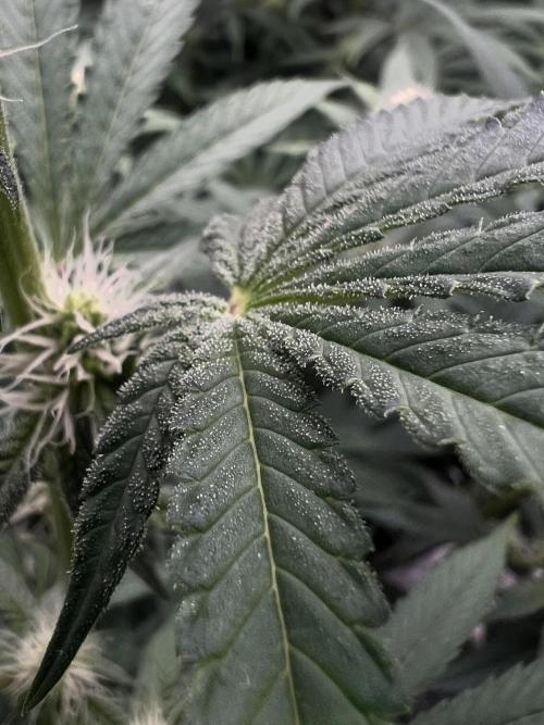 Cherry Bellini. Week 8