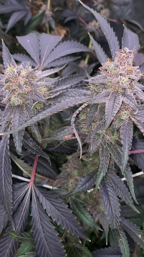 3Pound harvest purple sunset rbx2. Week 11