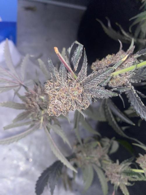 3Pound harvest purple sunset rbx2. Week 11