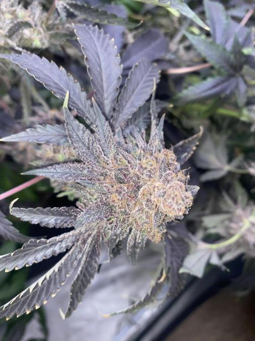 3Pound harvest purple sunset rbx2. Week 11