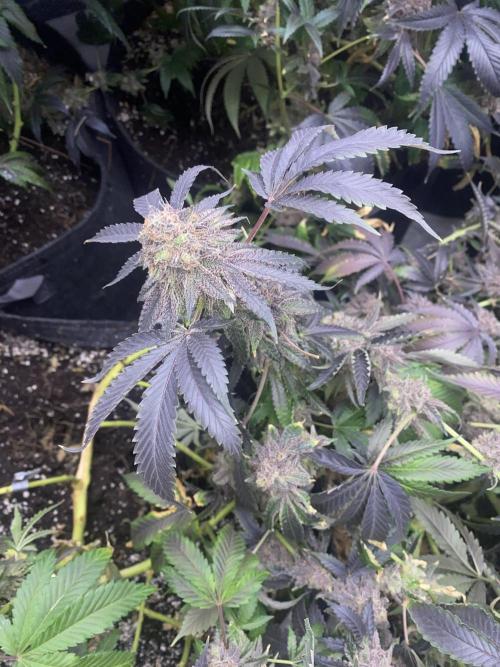 3Pound harvest purple sunset rbx2. Week 11