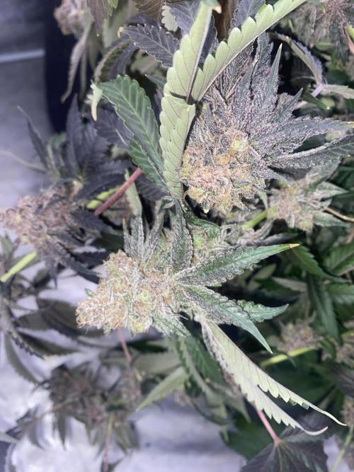 3Pound harvest purple sunset rbx2. Week 11