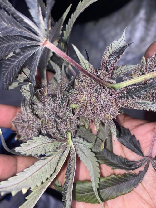 3Pound harvest purple sunset rbx2. Week 11