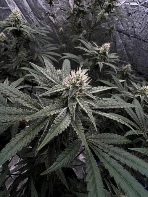 Cherry Bellini. Week 10