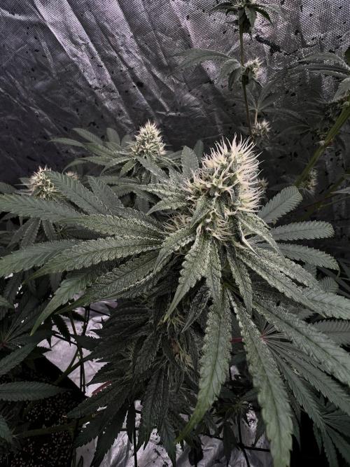 Cherry Bellini. Week 10