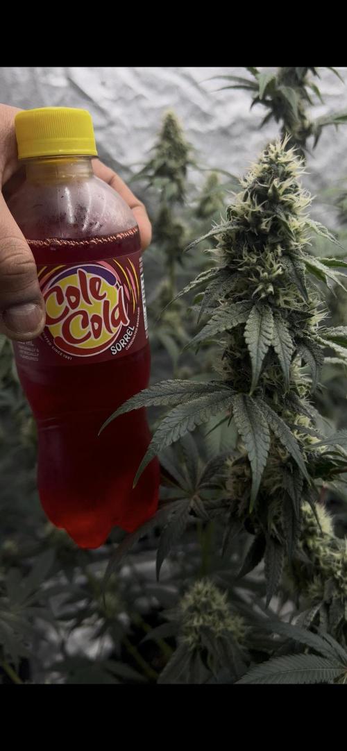 Cherry Bellini. Week 11
