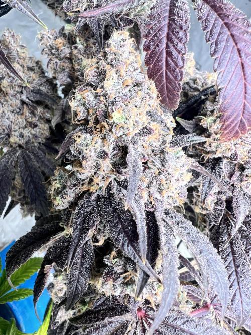 Cherry Bellini. Week 13