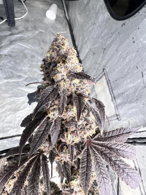 Cherry Bellini. Week 13