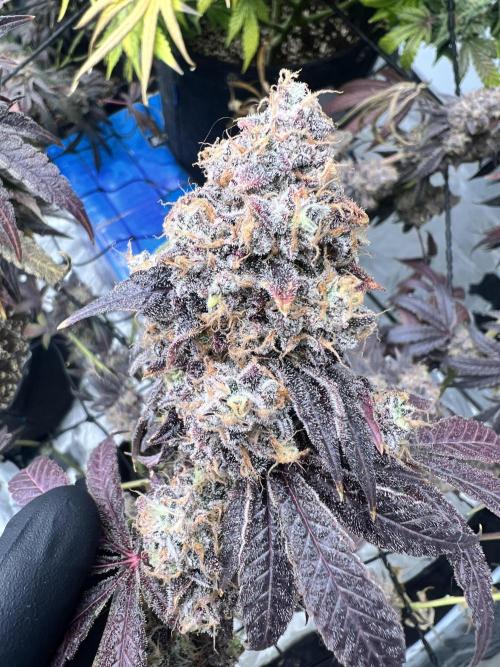 Cherry Bellini. Week 13