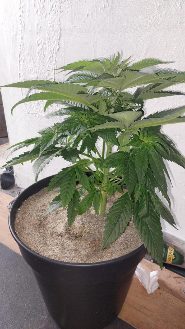 Florida Gas Pack. Week 7