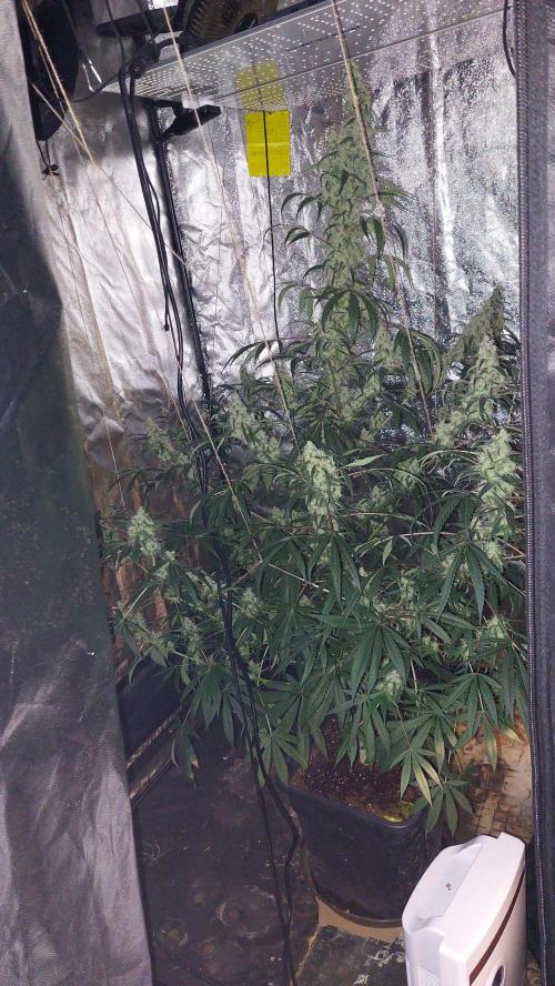 Florida Gas Pack. Week 6