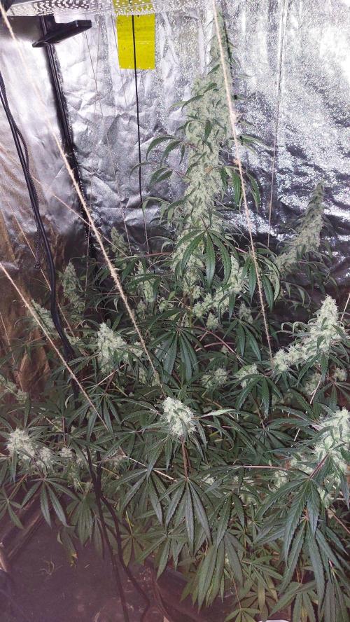 Florida Gas Pack. Week 6