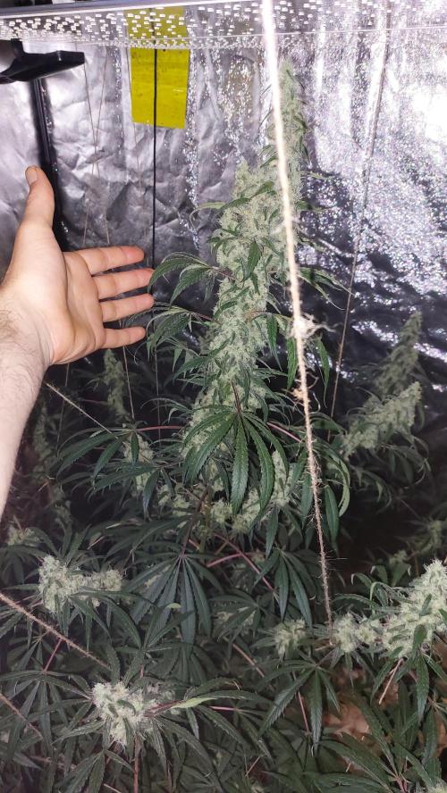 Florida Gas Pack. Week 8