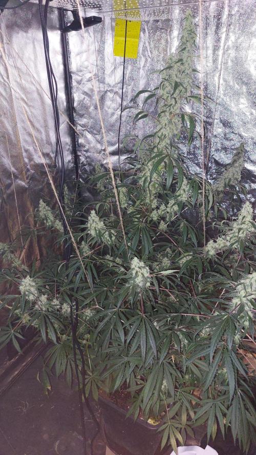 Florida Gas Pack. Week 8