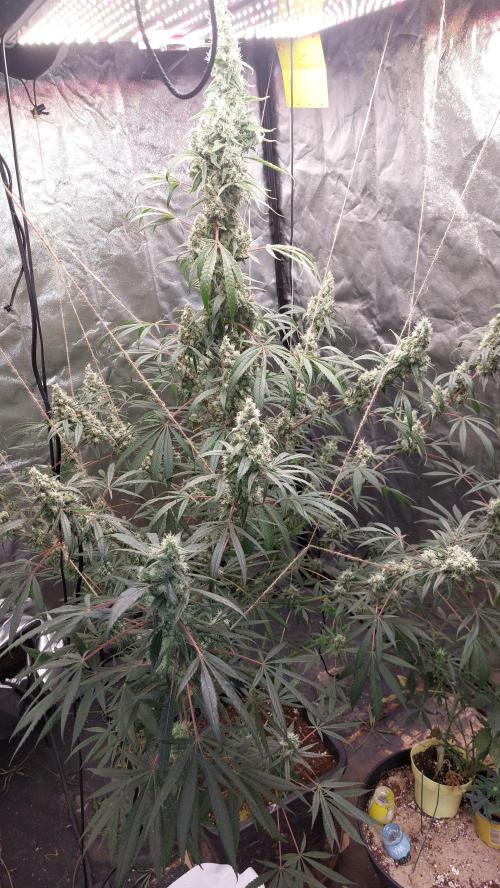 Florida Gas Pack. Week 8