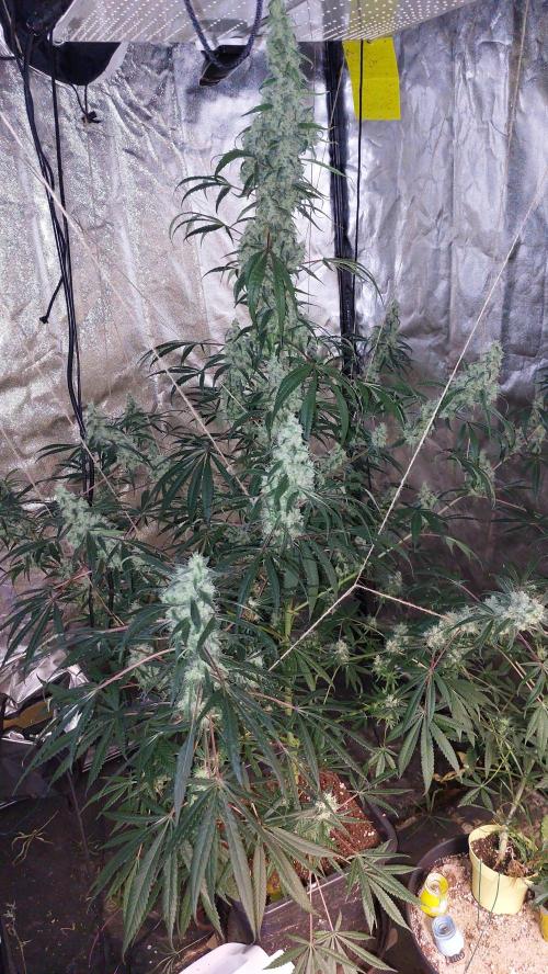 Florida Gas Pack. Week 8