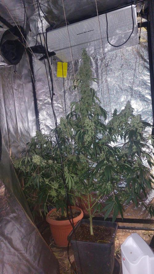 Florida Gas Pack. Week 10