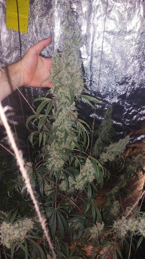 Florida Gas Pack. Week 10