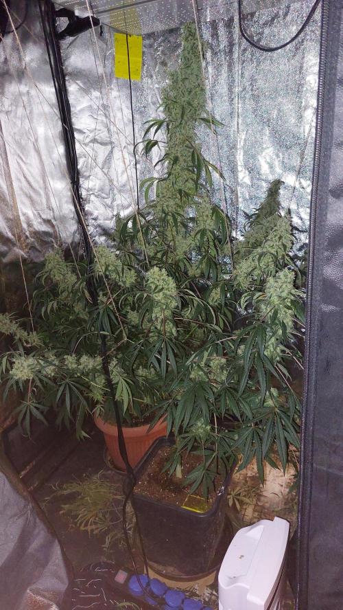 Florida Gas Pack. Week 11