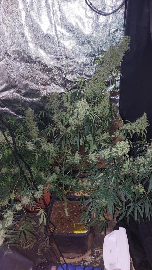 Florida Gas Pack. Week 11 - Ja guut.