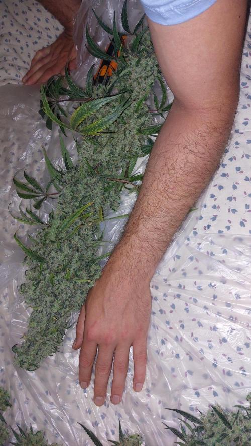 Florida Gas Pack. Week 11