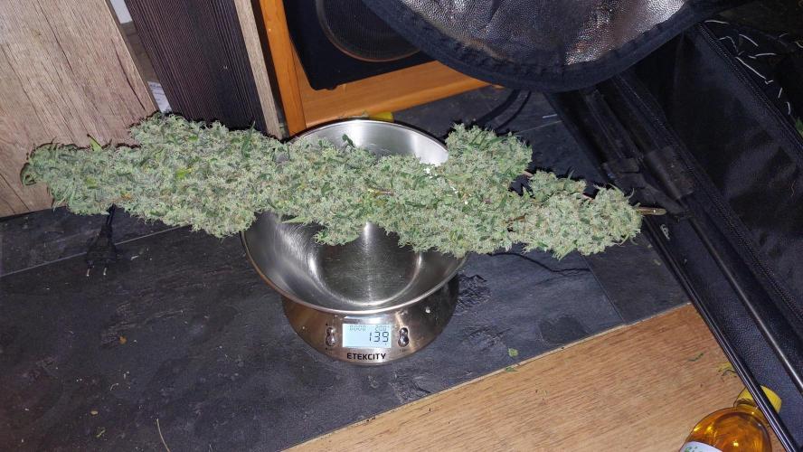 Florida Gas Pack. Week 11