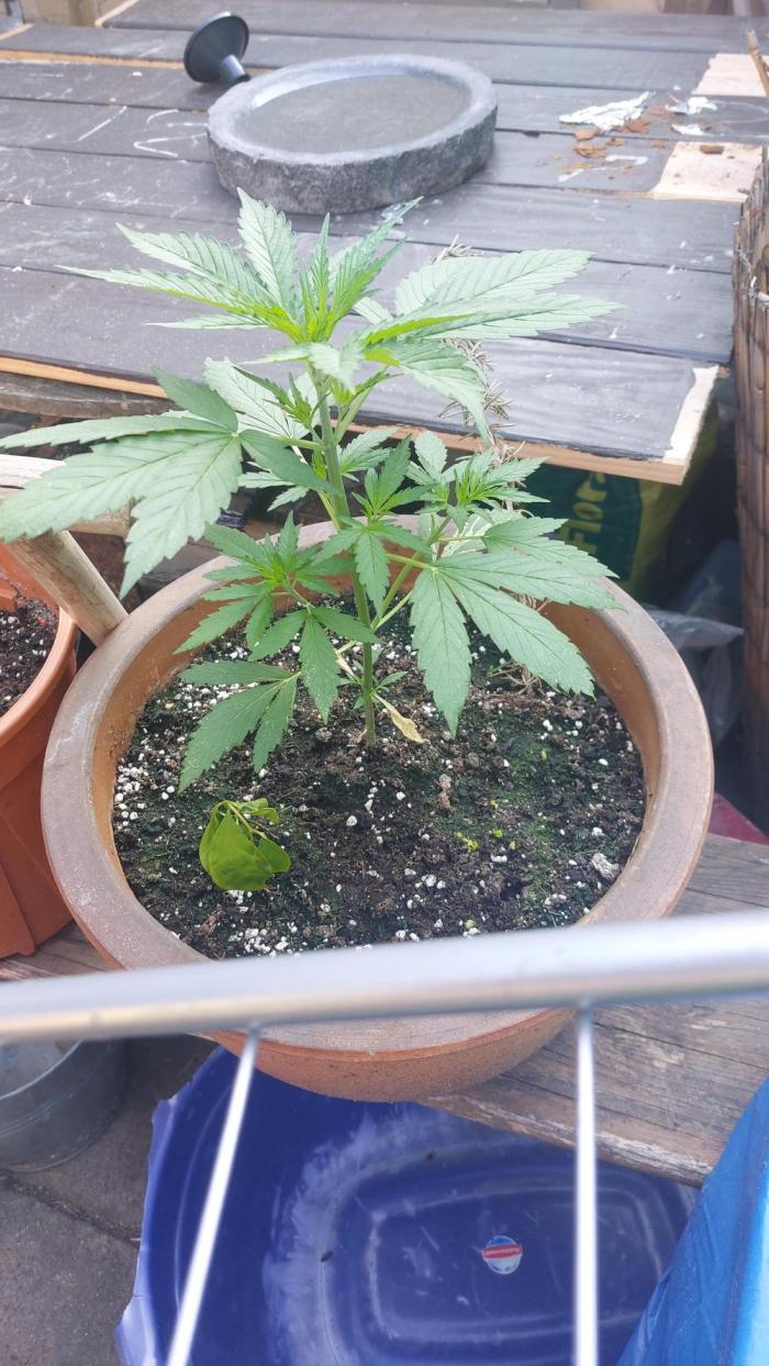 GreenCrackAuto. Week 5