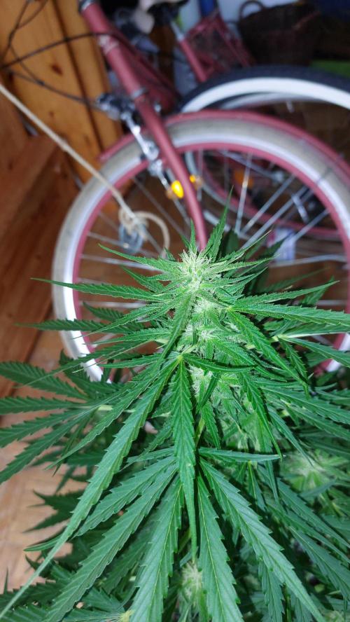 GreenCrackAuto. Week 7