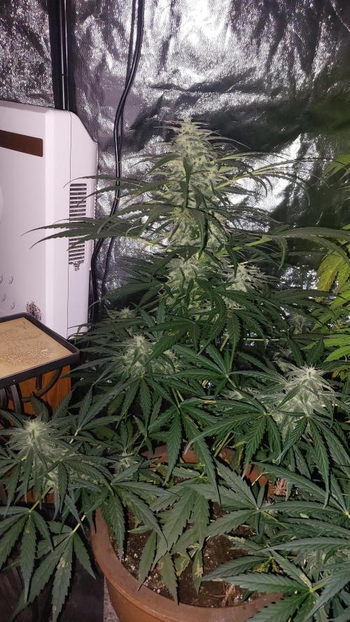 GreenCrackAuto. Week 8