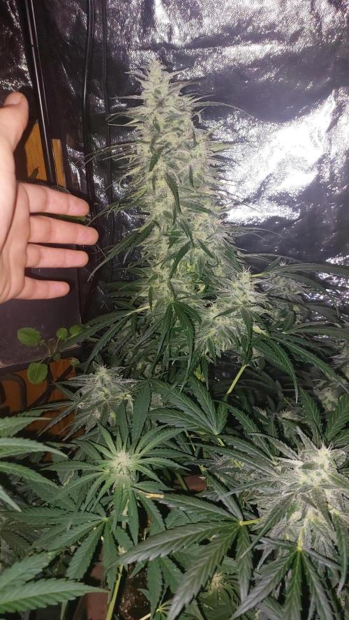 GreenCrackAuto. Week 9