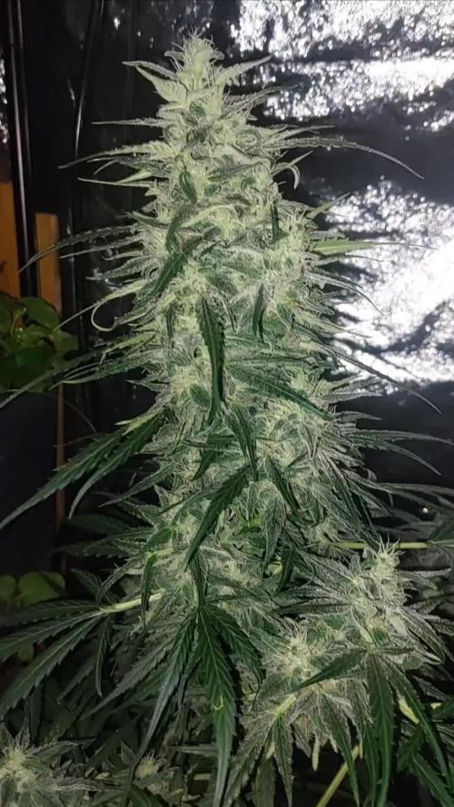 GreenCrackAuto