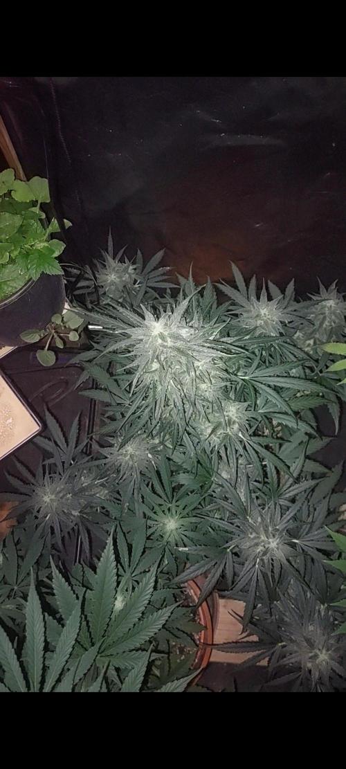 GreenCrackAuto. Week 9