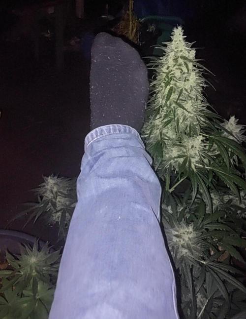 GreenCrackAuto. Week 10