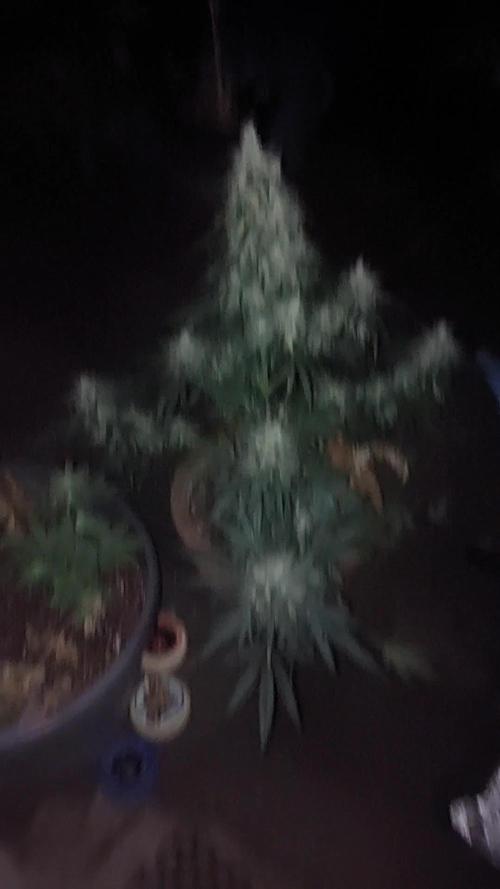 GreenCrackAuto