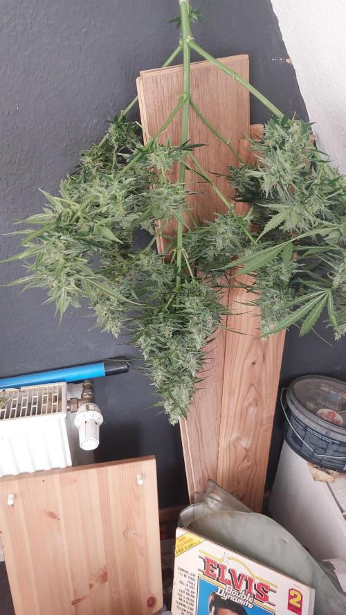 GreenCrackAuto. Week 10