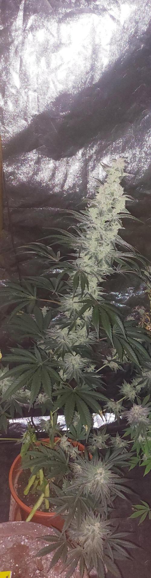 ForbiddenPunch. Week 5