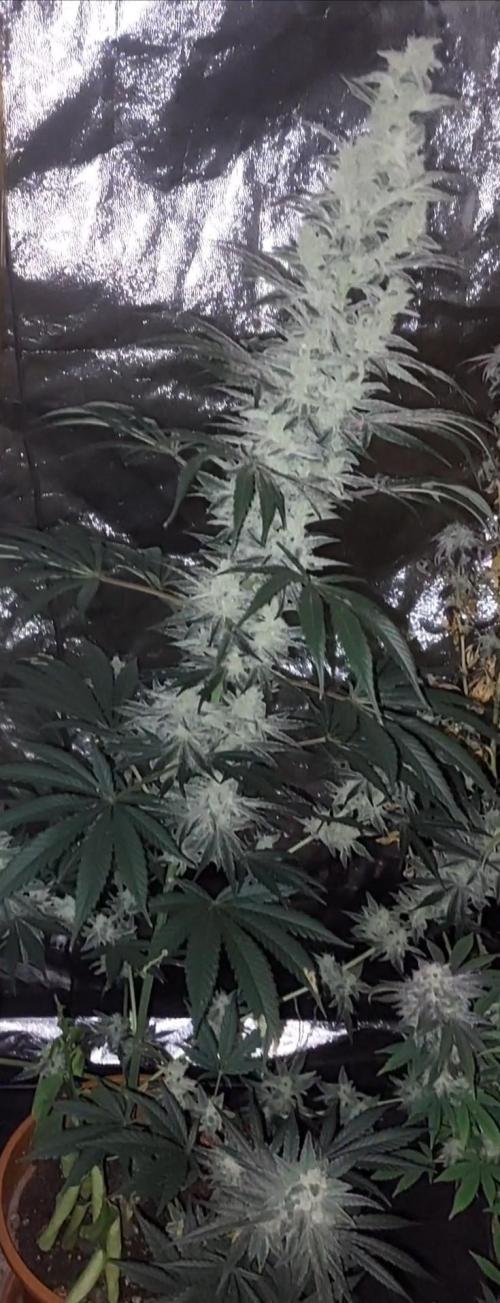 ForbiddenPunch. Week 9