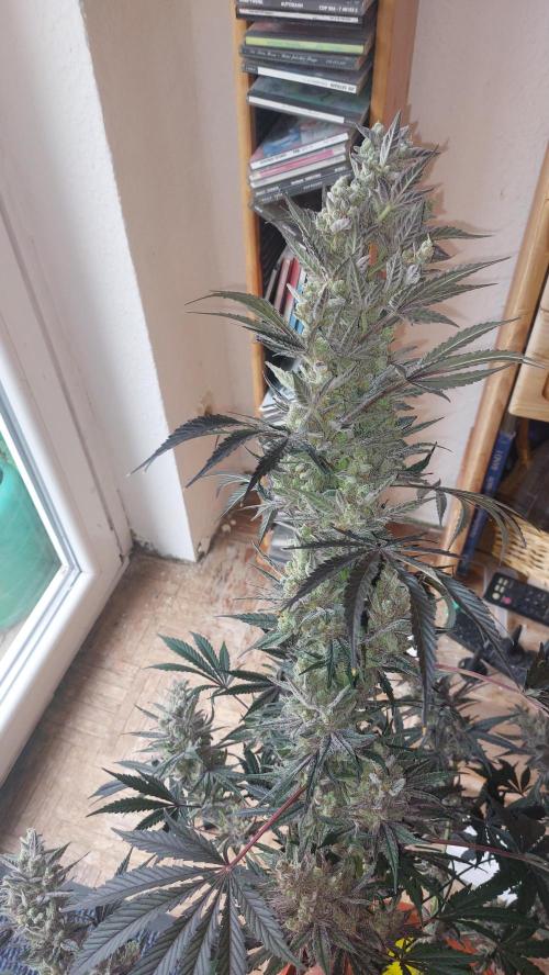 ForbiddenPunch. Week 9