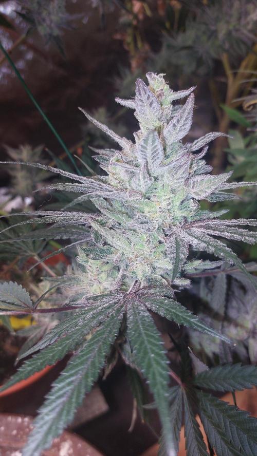 ForbiddenPunch. Week 9