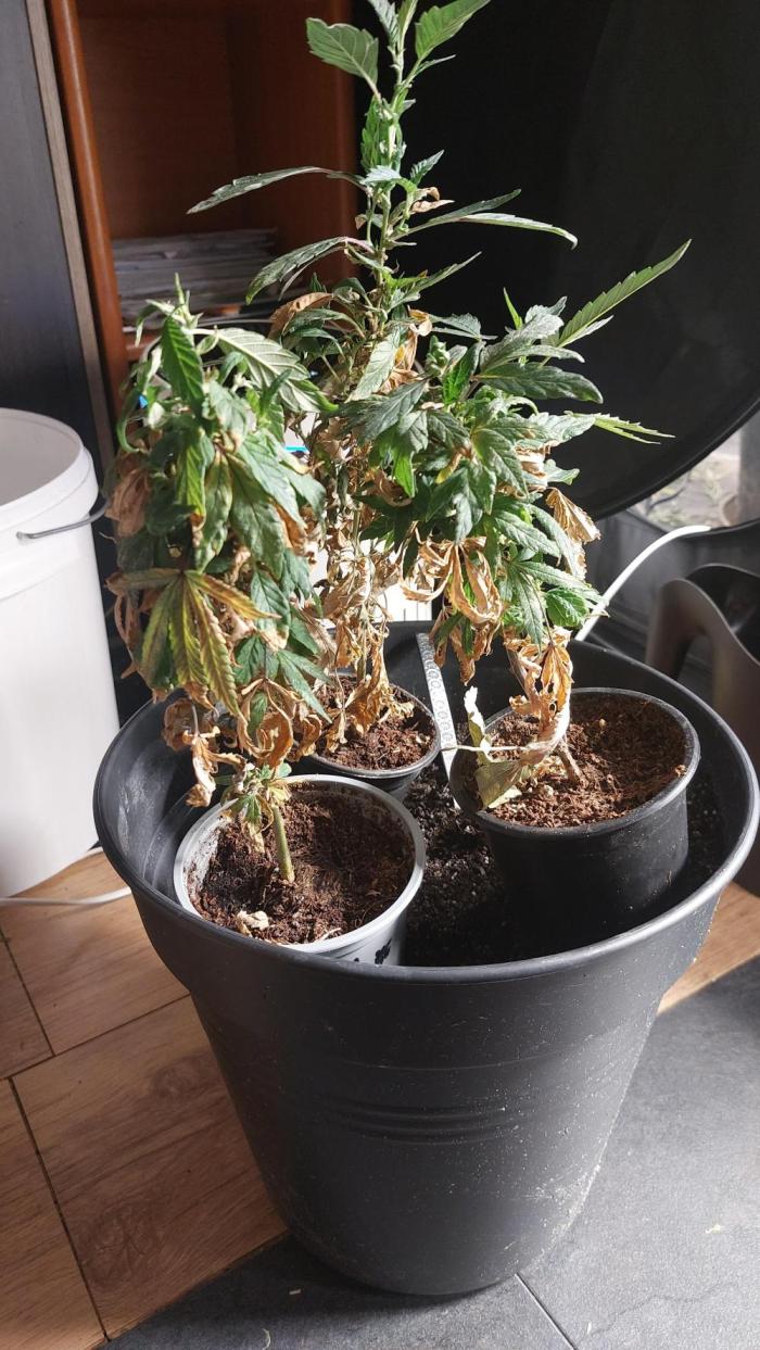 Rettungsaktion Gratissteckis 5Monate. Week 3