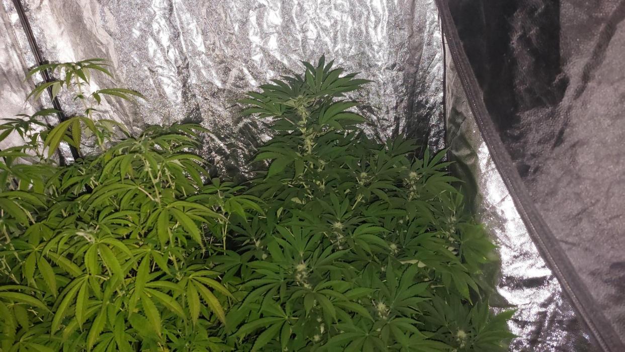 Rettungsaktion Gratissteckis 5Monate. Week 1