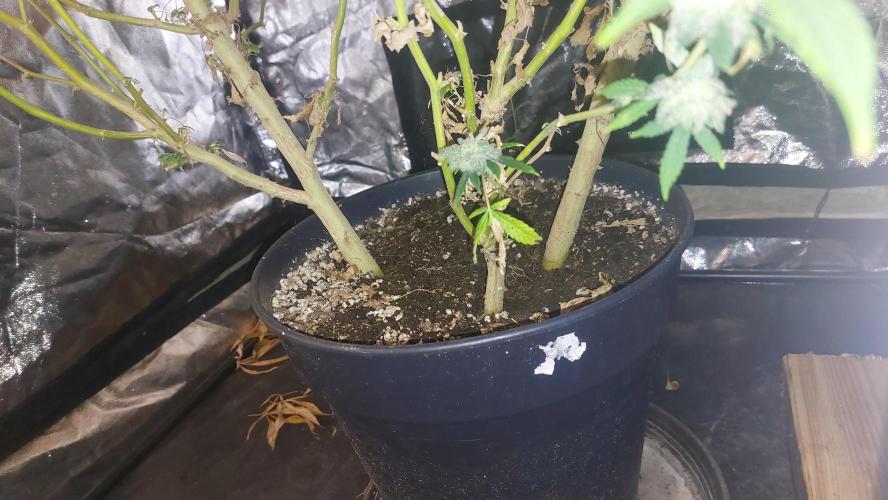 Rettungsaktion Gratissteckis 5Monate. Week 8