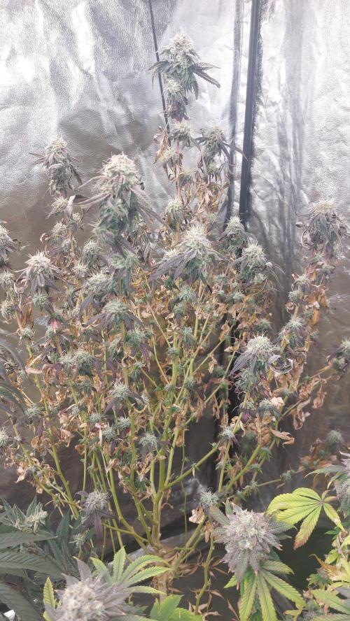 Rettungsaktion Gratissteckis 5Monate. Week 8