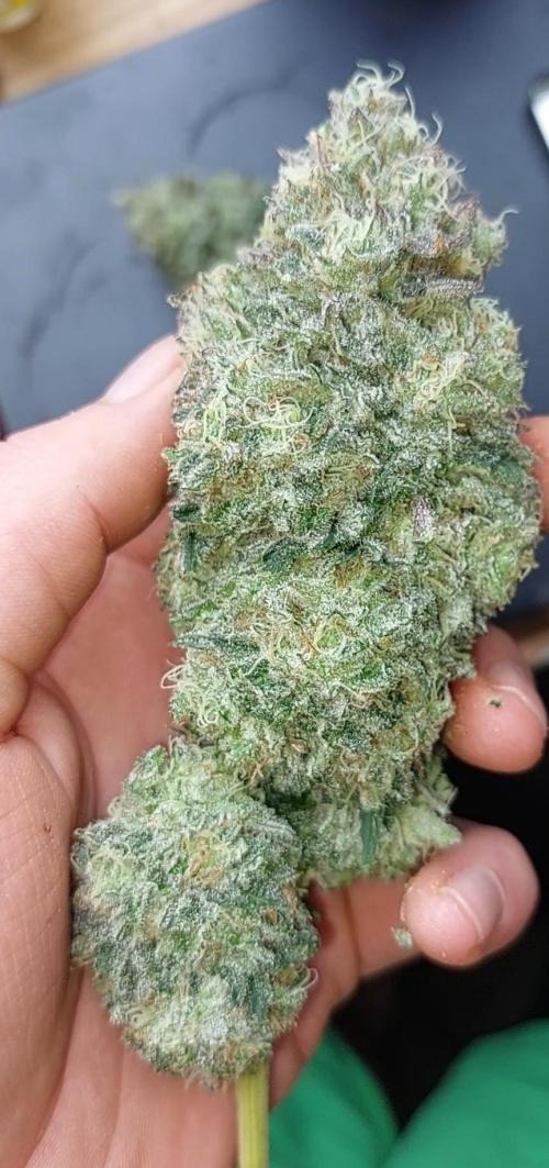 Rettungsaktion Gratissteckis 5Monate. Week 9