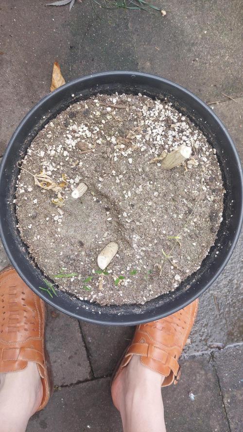 Rettungsaktion Gratissteckis 5Monate. Week 9