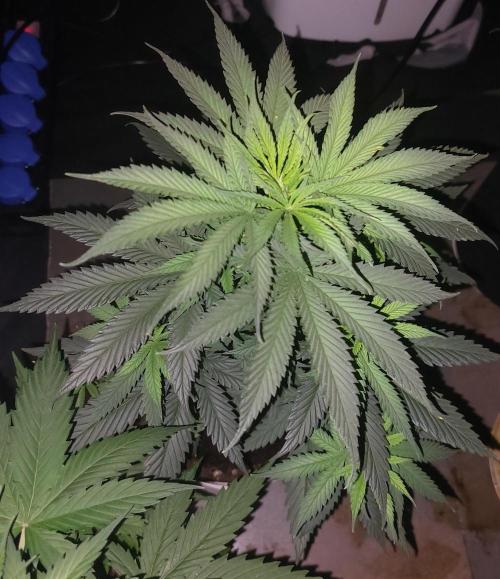 Reveg.Y-Griega. Week 5