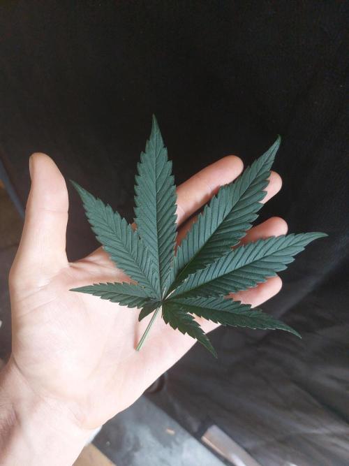 Reveg.Y-Griega. Week 5