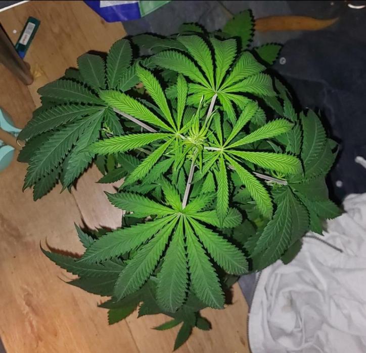 Reveg.Y-Griega. Week 1