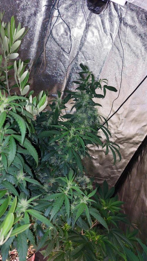 Reveg.Y-Griega. Week 6