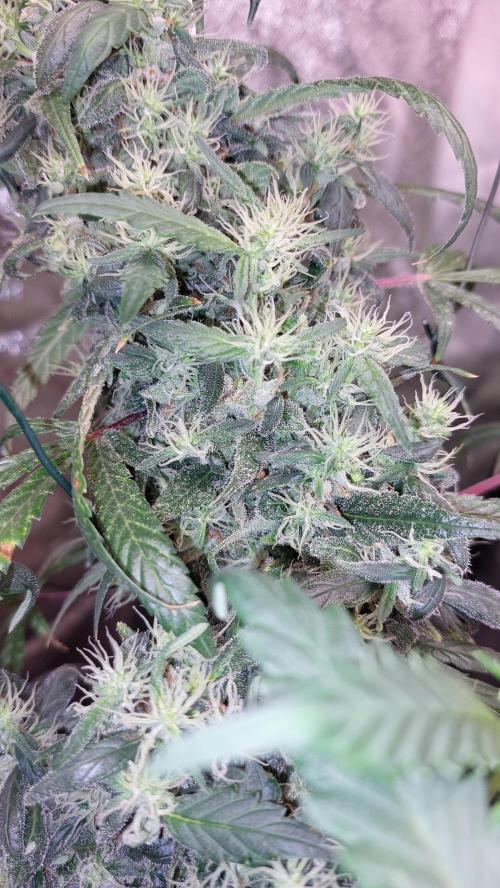 Reveg.Y-Griega. Week 6